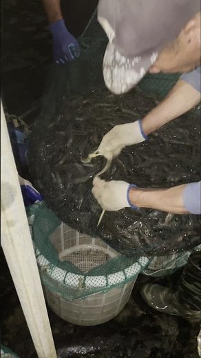 Shrimp Harvest Spectacle! Indoor Farm's Massive Net Haul in China 🦐🎣 💥