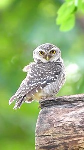 Adorable Owlet: Nature’s Curious Charm! 🦉 #OwletObservation #WildlifeWonders The owlet, a young owl, is known for its fluffy appearance and curious demeanor. Often found in nests or perched on branches, they are charming creatures to observe in the wild. #Owlet #birdwatching #bird #birds #natgeoyourshot #bbcearth #birdsonplanet #instabird #birds_adored #wildlife #nature #dailybirdshow #birdscapture #best_birds_of_world #bird_extreme #birdsofindia #travelphotography #nuts_about_birds #beautifulo