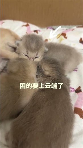Cute Kitten Nap Time: Heartwarming Feline Affection