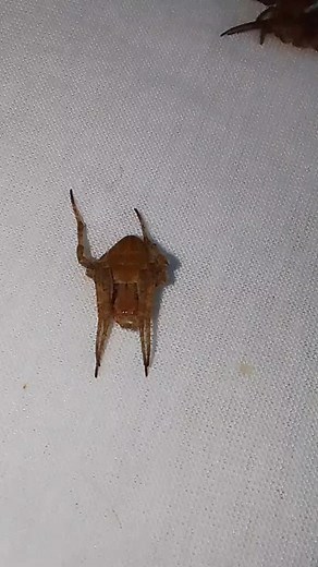 Spider Fighting in the Philippines