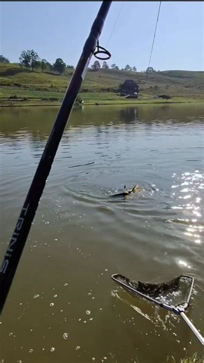 #pescuit #catchandrelease #fishinglife #feederfishing #fishing | Daniel Santa Fishing