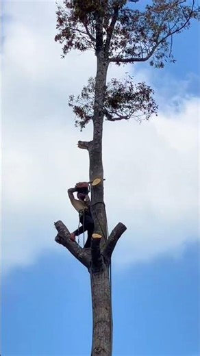 Why did E forcefully cut down the Star Tree, causing it to fall, and why didn't A run away?