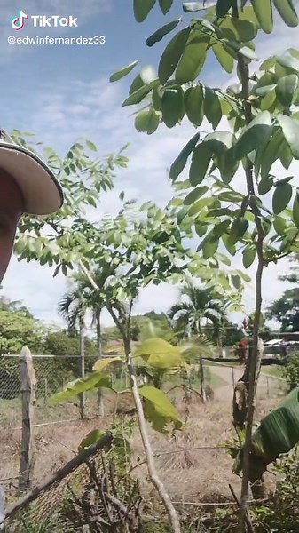 Cocobolo: El Árbol Maravilloso de Costa Rica