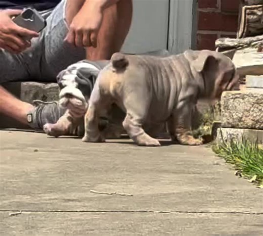 Adorable English Bulldog Compilation