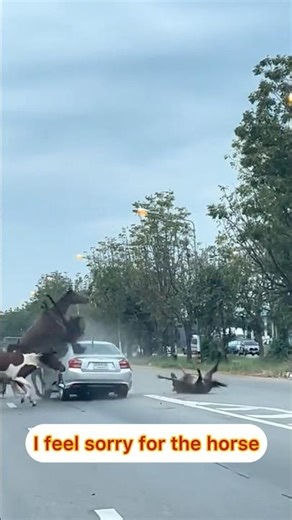 Watch out for horses on the road