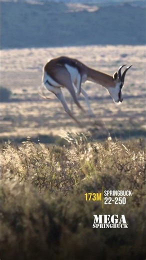 Springbuck Down ! - Mega Springbuck Experience