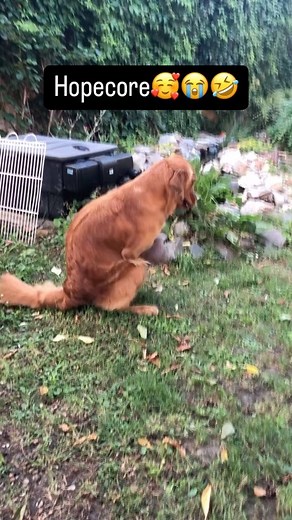 DarthBussy on Instagram: "Dog🐕 AI Revolution Overview Design and Functionality • Exterior: AI-powered tools like AI writing assistants and AI code assistants are transforming productivity, utilizing large language models for tasks ranging from content generation to programming support. • Capabilities: These tools can now write, summarize, and code with impressive speed and accuracy, adapting to various industries like education, software development, and marketing. Popular Tools • AI Writing To