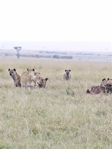 Lioness vs Hyenas: The King Arrives to Save the Day
