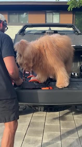 How my gigantic fluffy dog fits in a backpack! #dogbackpack #dogdad #bigdog