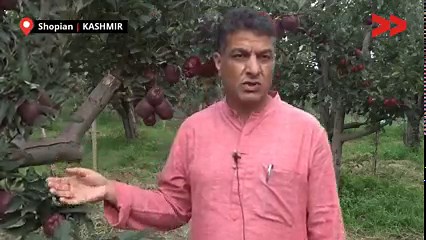 97K views · 2.2K reactions | Positive Sunday: High Density Apple Farming in Kashmir benefits farmers. Watch this video | Kashmir Unheard | Facebook