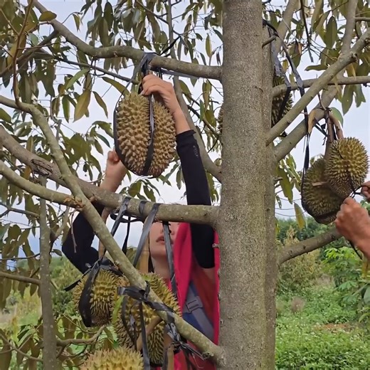 28K views · 1.1K reactions | 16year old single mother Sad story of the land owner s durian garden Uneasy about my mother s health | TTN24 | Facebook