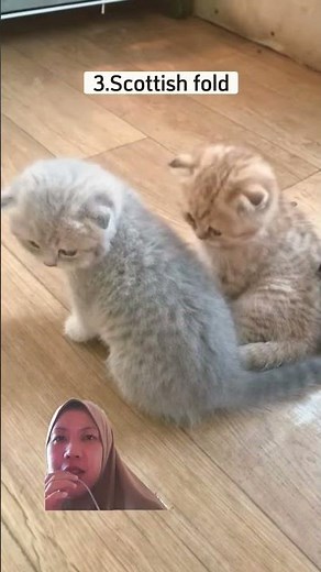 Jenis Jenis Kucing Paling Mahal Di Dunia #cat #kucingtermahal #catlover #jeniskucing #kucingmahal