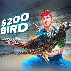 4.9M views · 80K reactions | $1 Bird vs $200 Bird! Vietnam's Rare Street Food! 列  | Best Ever Food Review Show | Facebook