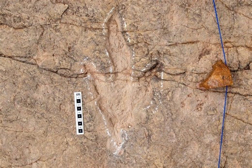 16,000 Fossilized Footprints Reveal South America's Forgotten Dinosaur Highway