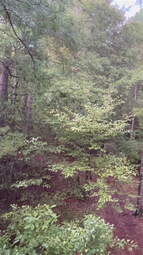 Coyote with bow #deerhunting #coyote #bowhunting #hunting #outdoors #subscribe