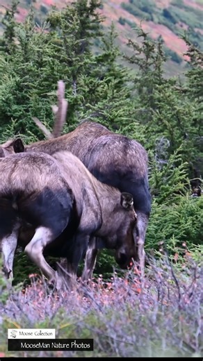 Rather than write a story today, let's have the video reel tell the story. This happened to Left Hook about a half hour before he went to war vs "22" | Moose Man Nature Photos