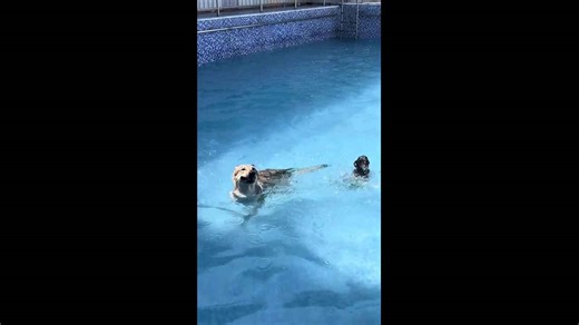 Dogs playfully swim in pool in Chongqing, China