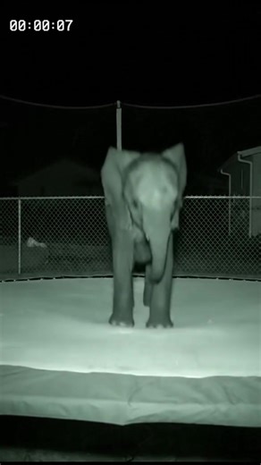 Infrared CCTV captures a baby elephant bouncing clumsily on a backyard trampoline 🐘🌙 Flapping ears, soft trumpets, and pure adorable chaos! #Elephant #BabyElephant #ElephantOnTrampoline #FunnyAnimals #Wildlife #CaughtOnCamera #ViralVideo #AnimalVideos #NightVision #CCTVFootage #TrampolineFun | Critter CCTV