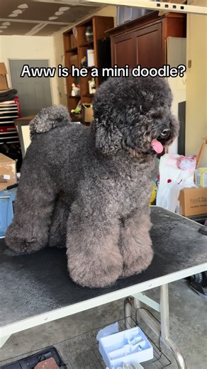 Transform Your Mini Doodle with These Grooming Tips