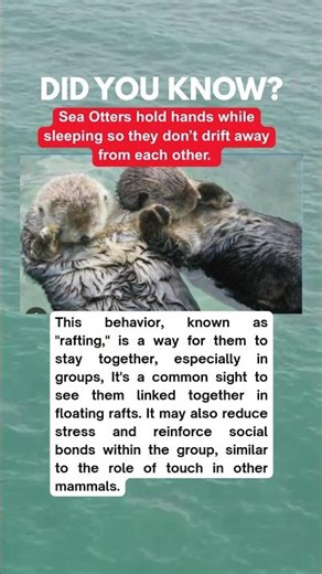 The behaviour of "rafting" in sea otters