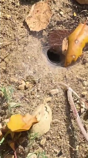 Ron Investigate the Giant Spider in His Backyard 🕷️