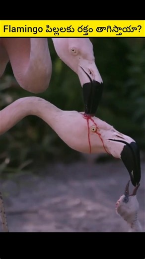 Do Flamingos Feed Their Babies Blood? The Truth Is Incredible! 😱