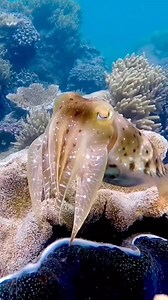 21K views · 963 reactions | Electronic cloak ✨️ Cuttlefish are...