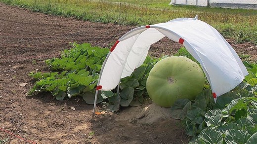 Maine farmer shows off giant gourd at Cumberland Fair