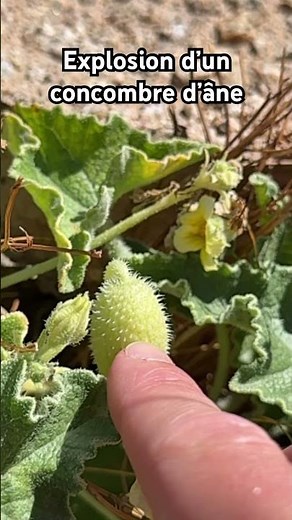 🌿 This plant EXPLODES to reproduce! 😲