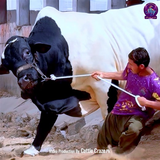 2.2M views · 129K reactions | *Bachrey ka FACE اور GARDUN کا PRINT..* #MashaAllah… Unique & Massive ❣️ *SKY CATTLE FARM 2027*  | Cattle Craze.ρK | Facebook