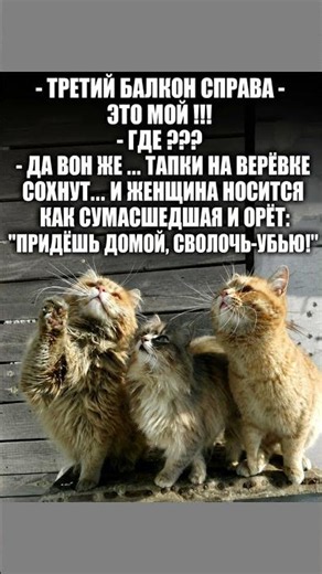 #смех #шутки #юмор #анекдоты #приколы #смешновидео #шуточное #мем