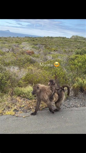 Discover the Unique Wildlife of Cape Town