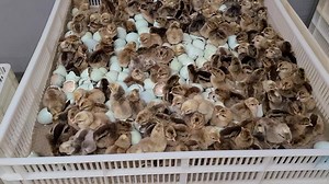Cream legbar baby chicks hatching out at cackle hatchery. https://www.cacklehatchery.com/product/cream-legbar-chicken/ | Cackle Hatchery