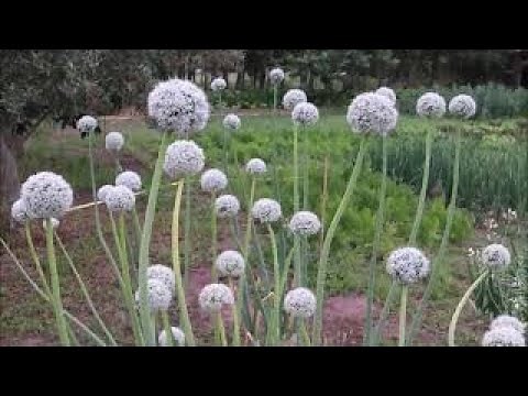 Comment cultiver l'oignon. Du semis à la récolte