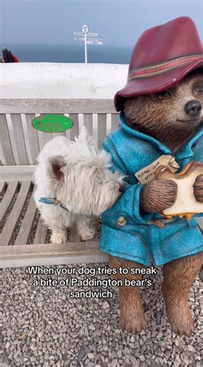 This guilty look says everything without words