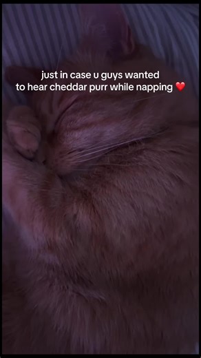 🚗 just a sleepy guy low quality cuz I forgot to plug in my mic bro #asmr #lofiasmr #badasmr #catpurring