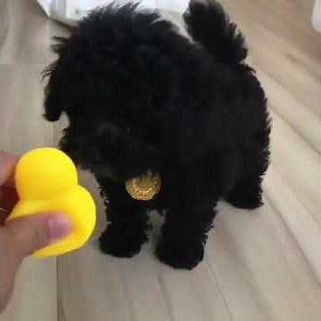 Cheap Teacup Poodles for sale