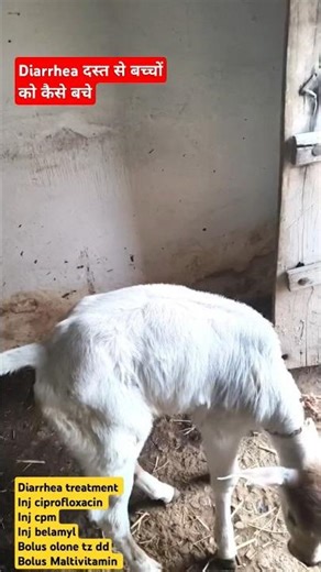 calf diarrhea treatment in dairy animal।। छोटे बच्चों में दस्त का रामबाण इलाज