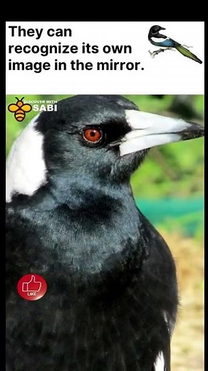 Magpies - This bird can mimic human speech | Discover with Sabi | Shorts
