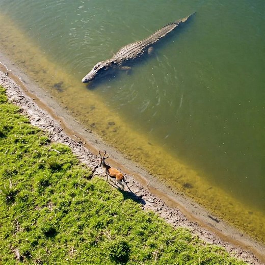 The gazelle seems to have given up on life. #crocodile #wildlife #gazelle