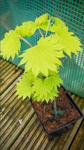 Japanese Full Moon Maple - Acer Shirasawanum Aureum