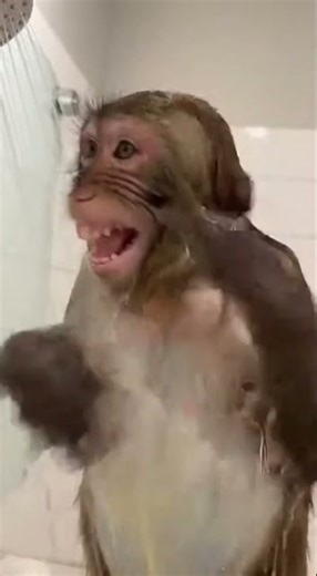 Monkey Sings & Dances in Shower! 🐒🎶 Hilarious Bathroom Fun!