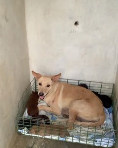 3.1K views · 414 reactions | Una mamá que según la gente mordió a...