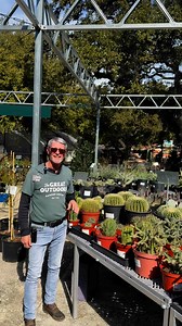 Caring for desert cacti like the golden barrel cactus (Echinocactus grusonii), Whipple's cholla (Cylindropuntia whipplei), horse crippler (Echinocactus texensis), and the iconic saguaro cactus (Carnegiea gigantea) involves replicating their natural arid habitats. These cacti thrive in well-draining soil, such as sandy or gritty mixes, and require minimal watering. Overwatering can lead to root rot, so it’s best to let the soil dry out completely between waterings, especially during their dormant