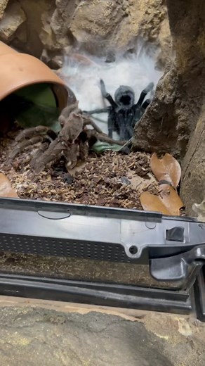 Black Beauty: Brazilian Black Tarantula Molt Transformation