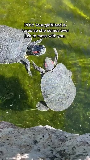 Male Turtle Courting Behavior: Slapping Females for Mating