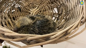 13K views · 599 reactions | ❤️ Welcome, little squab! Our first...