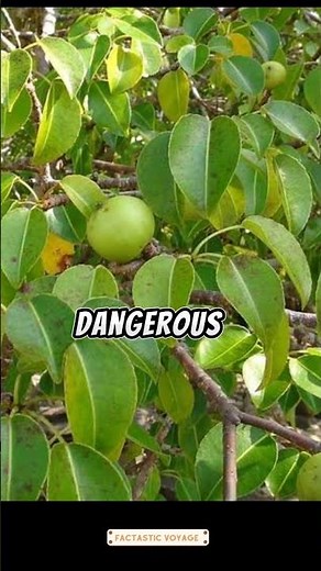 The World's Most Dangerous Plant | #facts #nature