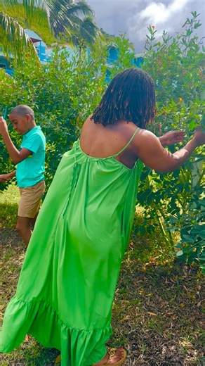 Today I picked some fresh pigeon peas and couldn’t resist whipping up a classic Caribbean dish; Rice and peas! This dish is not just food, it’s a celebration of flavors and memories. The earthy taste of pigeon peas paired with fragrant rice cooked in coconut milk brings comfort to every bite. Check out my recipe below and let’s cook together! Ingredients: Fresh pigeon peas Long-grain rice Coconut milk add other ingredients #stkitts #PigeonPeas stkitts. | The Caribbean Travel Expert