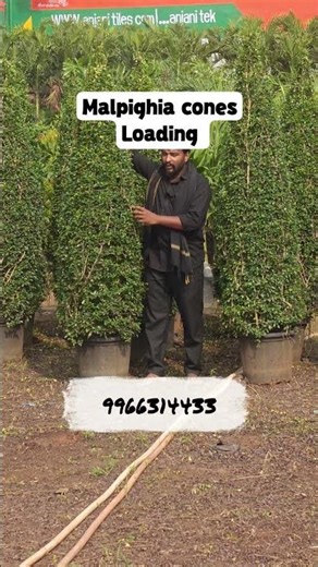 These Malpighia Cones Are Selling Out Fast #gardening #plants